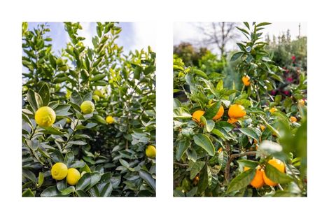 Photo of property in 52 Inverness Drive, Pyes Pa, Tauranga, 3112