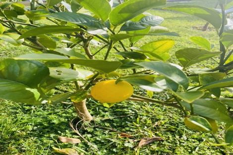 Photo of property in 24 Bruce Avenue, Glenview, Hamilton, 3206