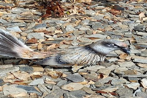 Photo of property in 2 Church Hill Road, Green Island, Dunedin, 9018