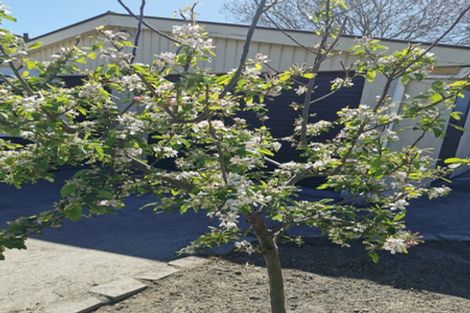 Photo of property in 43 Farrington Avenue, Bishopdale, Christchurch, 8053