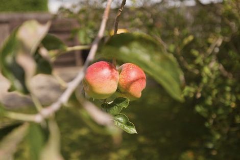 Photo of property in 11 Lincoln Terrace, Gate Pa, Tauranga, 3112