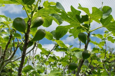 Photo of property in 297d Ross Road, Whakamarama, Tauranga, 3179