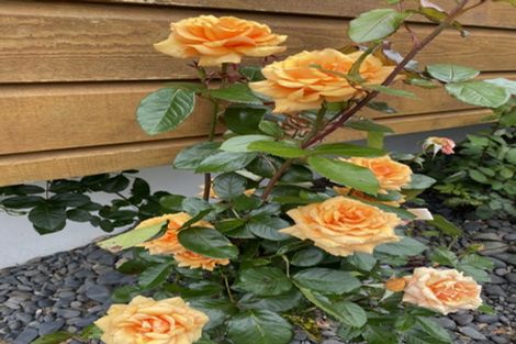 Photo of property in 2/101 Lynn Road, Bayview, Auckland, 0629