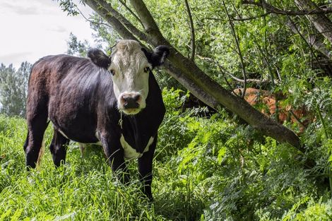 Photo of property in 162 Toppings Road, Sefton, Rangiora, 7477