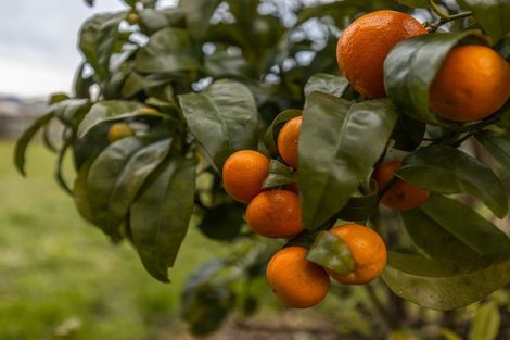 Photo of property in 5 Clyde Street, Levin, 5510