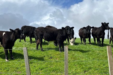 Photo of property in 24b Bethells Road, Waitakere, Auckland, 0816