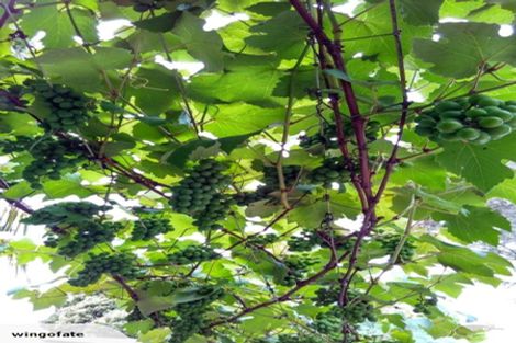 Photo of property in 3/56 Hillside Road, Papatoetoe, Auckland, 2025