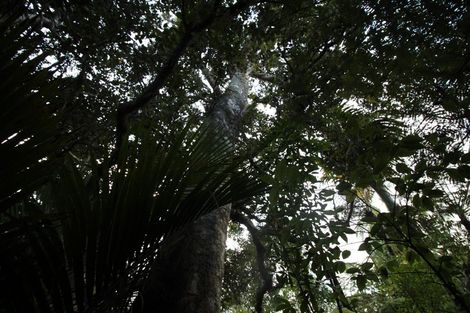 Photo of property in 2567 Rings Road, Coromandel, 3506