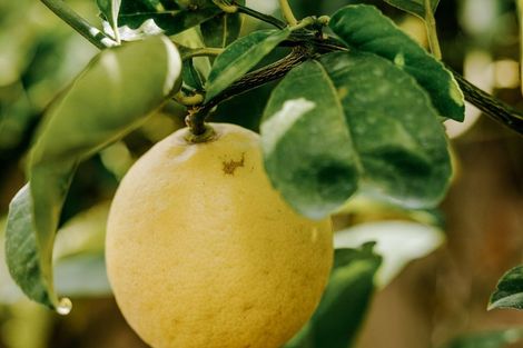 Photo of property in 68 Bert Wall Drive, Omokoroa, 3114