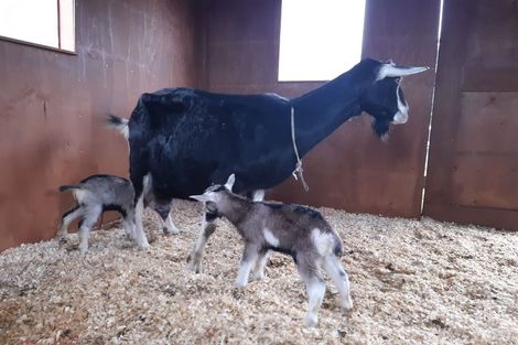 Photo of property in 23 Rameka Creek Road, Motupipi, Takaka, 7183