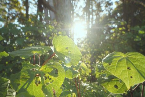 Photo of property in 629e Tara Road, Mangawhai, Kaiwaka, 0573