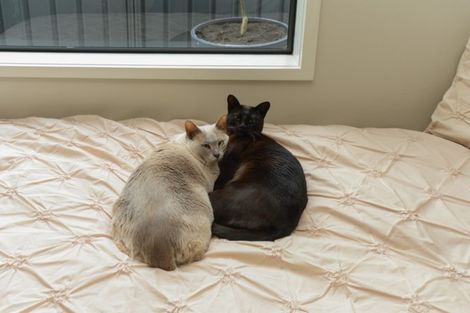 Photo of property in 9 Palliser Place, Poraiti, Napier, 4112