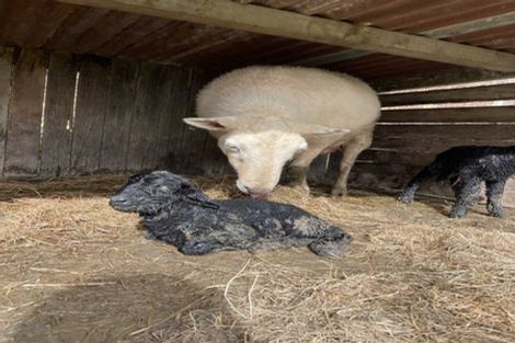 Photo of property in 78 Tamatarau Road, Tokomaru, Palmerston North, 4474