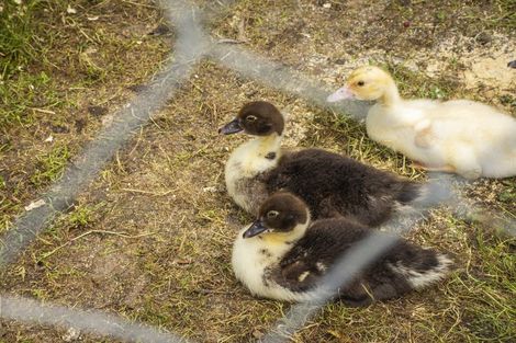 Photo of property in 118e Maungarangi Road, Paengaroa, Te Puke, 3189