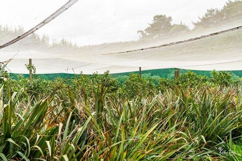 Photo of property in 70 Rototuna Road, Pouto, Te Kopuru, 0391