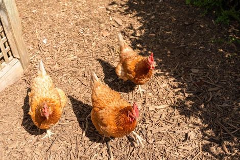 Photo of property in 928 Omanawa Road, Omanawa, Tauranga, 3171