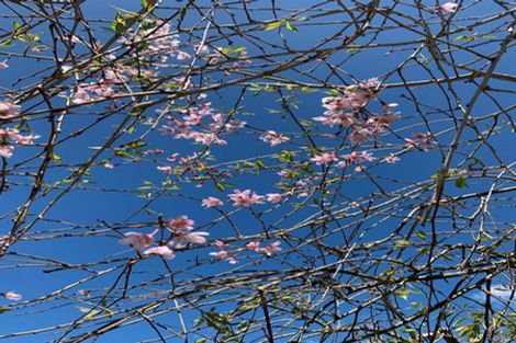 Photo of property in 53 John F Kennedy Drive, Milson, Palmerston North, 4414