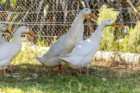 Photo of property in 12 Prices Road, Havelock, 7178