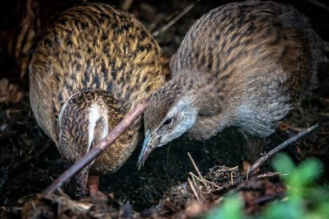 Photo of property in 8 Haydens Road, Marsden, Greymouth, 7805
