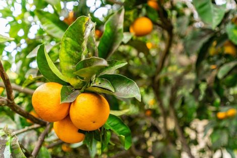 Photo of property in 20d Driftwood Place, Mangawhai Heads, Mangawhai, 0505