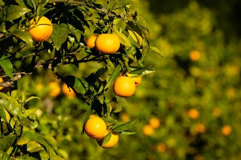 Photo of property in 482 Kerikeri Road, Kerikeri, 0293