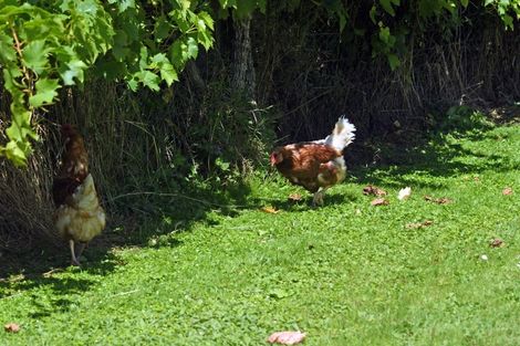 Photo of property in 275 Riwaka Valley Road, Riwaka, Motueka, 7198