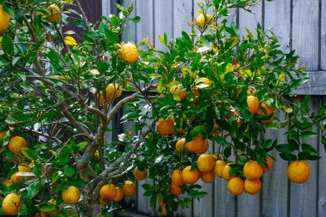 Photo of property in 43 Oxford Road, Lake Rotoma, Rotorua, 3074