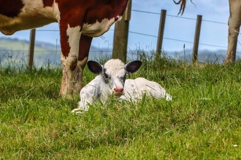Photo of property in 33 Arapoto Road, Onewhero, Tuakau, 2697