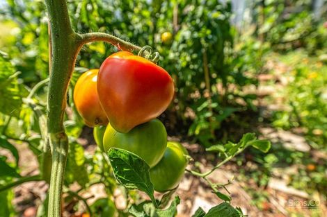 Photo of property in 26 Selwyn Crescent, College Estate, Whanganui, 4500