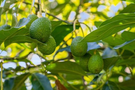 Photo of property in 204a No 2 Road, Te Puke, 3182