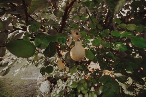 Photo of property in 17 Pekanga Drive, Fox Glacier, 7886