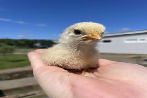 Photo of property in 78 Tamatarau Road, Tokomaru, Palmerston North, 4474