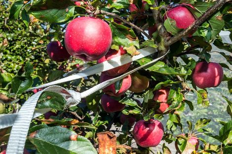 Photo of property in 7 Opuha Street East, Orari, Geraldine, 7992