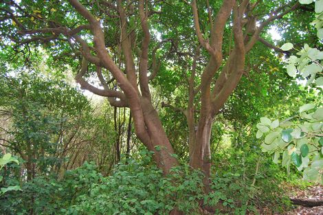 Photo of property in 119 Manu Drive, Kaiwaka, 0573