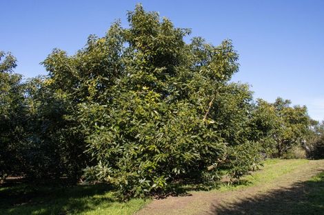 Photo of property in 231 Walford Road, Aongatete, Katikati, 3181