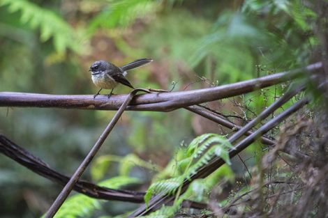 Photo of property in 1615 Whaanga Road, Raglan, 3296
