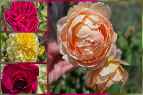 Photo of property in 503 Pickering Road, Tamahere, Hamilton, 3283