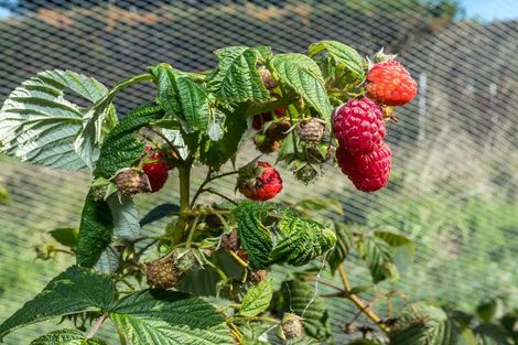 Photo of property in 7 Opuha Street East, Orari, Geraldine, 7992