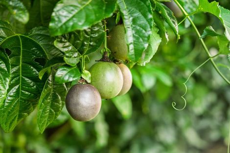 Photo of property in 241 Rea Road, Tahawai, Katikati, 3178