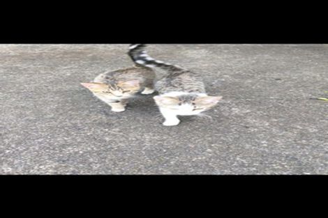 Photo of property in 214 Don Buck Road, Massey, Auckland, 0614