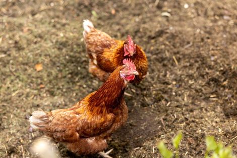 Photo of property in 45 Acornia Close, Ohauiti, Tauranga, 3112