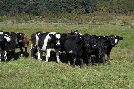 Photo of property in 11 Mcleans Pit Road, Coal Creek, Greymouth, 7802