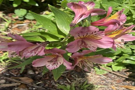 Photo of property in 9 Nimmo Avenue West, Waikanae, 5036