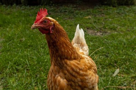 Photo of property in 420 Wakamarina Road, Canvastown, Havelock, 7178