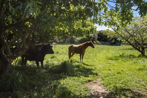 Photo of property in 167 Willoughby Road, Tahawai, Katikati, 3170