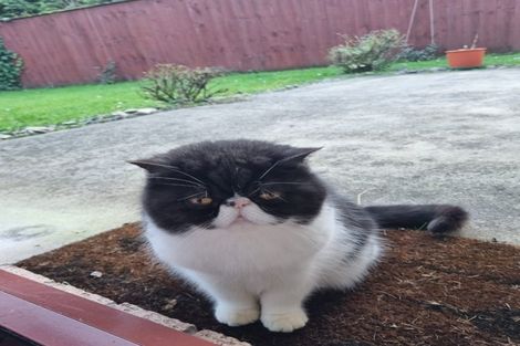 Photo of property in 31 Aragon Grove, Kingsley Heights, Upper Hutt, 5018