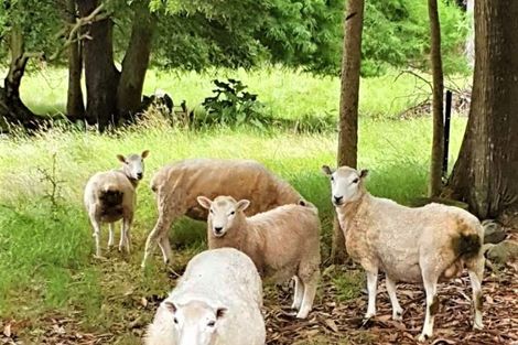 Photo of property in 8 Miller Avenue, Paeroa, 3600