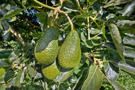 Photo of property in 333 Paerata Ridge Road, Waiotahe, Opotiki, 3198