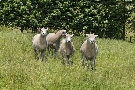 Photo of property in 85 Whitford-maraetai Road, Whitford, Howick, 2571