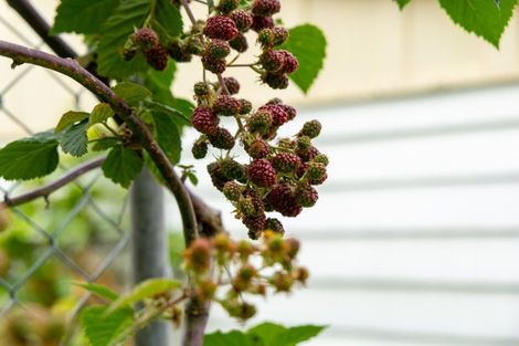 Photo of property in 16 Moana Place, Morrinsville, 3300